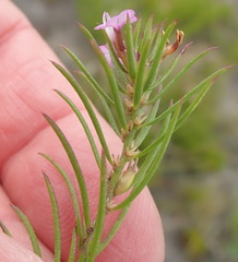 Muraltia knysnaensis