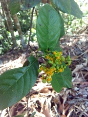 Dilleniaceae