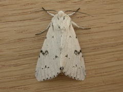 Acronicta leporina