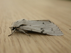 Acronicta leporina