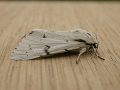 Acronicta leporina