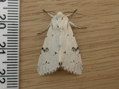 Acronicta leporina