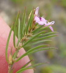 Muraltia knysnaensis