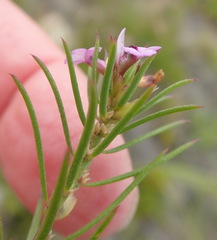 Muraltia knysnaensis