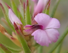 Muraltia knysnaensis