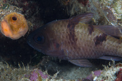 Pristicon trimaculatus