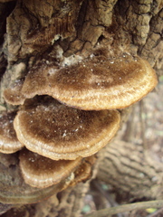 Funalia
