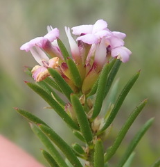 Muraltia knysnaensis