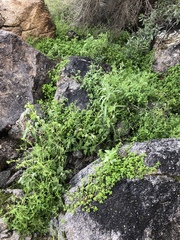 Sonorella superstitionis taylori