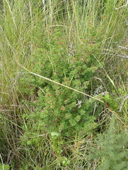 Indigofera stricta