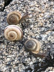 Sonorella superstitionis taylori