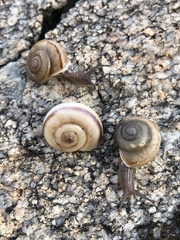 Sonorella superstitionis taylori