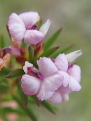 Muraltia knysnaensis