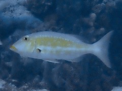 Yellowlip Emperor photo 2