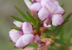 Muraltia knysnaensis