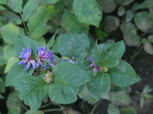 Image of Vicia ohwiana by (c) Anastasiia Samokhvalova, some rights reserved (CC BY)