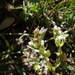 Gentianella heterosepala - Photo (c) FrontRangeWildflowers, algunos derechos reservados (CC BY-NC), subido por FrontRangeWildflowers