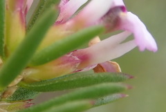 Muraltia knysnaensis