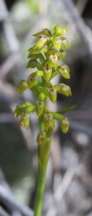Genoplesium pumilum