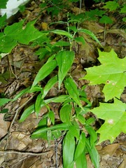 Dichanthelium latifolium