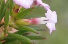 Muraltia knysnaensis