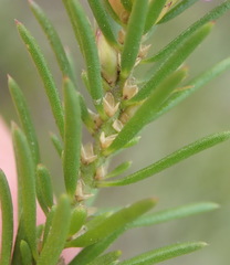 Muraltia knysnaensis