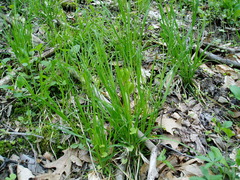 Poa sylvestris
