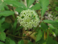 Panax trifolius