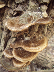 Funalia