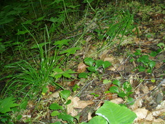 Poa sylvestris