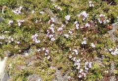 Muraltia knysnaensis