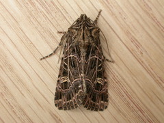 Sideridis reticulata