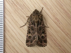 Sideridis reticulata