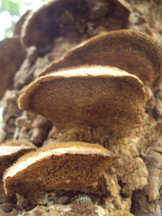 Funalia