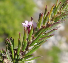 Muraltia knysnaensis