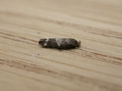 Mompha subbistrigella