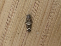 Mompha subbistrigella