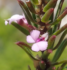 Muraltia knysnaensis