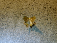 Pityeja histrionaria