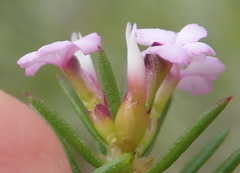 Muraltia knysnaensis