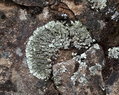 Xanthoparmelia mexicana