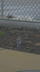 Aphelocoma californica