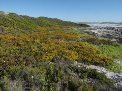 Oncosiphon sabulosus