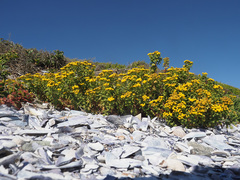 Oncosiphon sabulosus