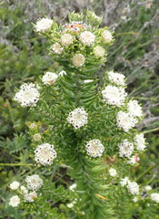 Phylica litoralis