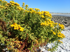 Oncosiphon sabulosus