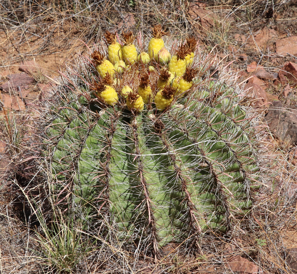 fishhook barrel cactus in August 2023 by Catherine C. Galley · iNaturalist