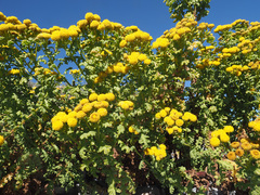 Oncosiphon sabulosus