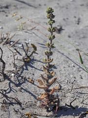 Crassula tomentosa