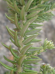 Phylica litoralis